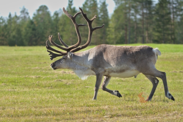 Reindeers